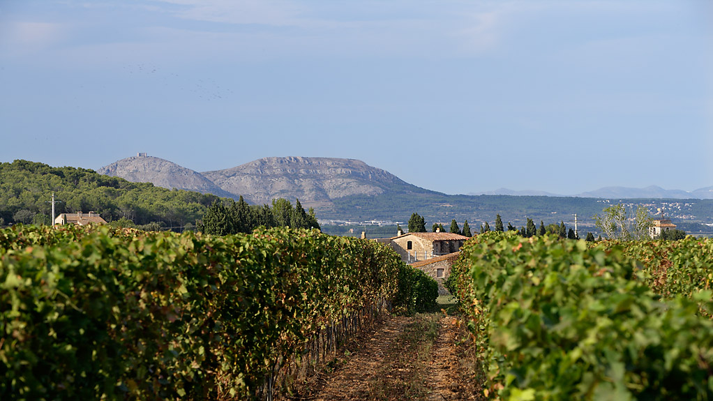 Viñedos y olivares en la Costa Brava